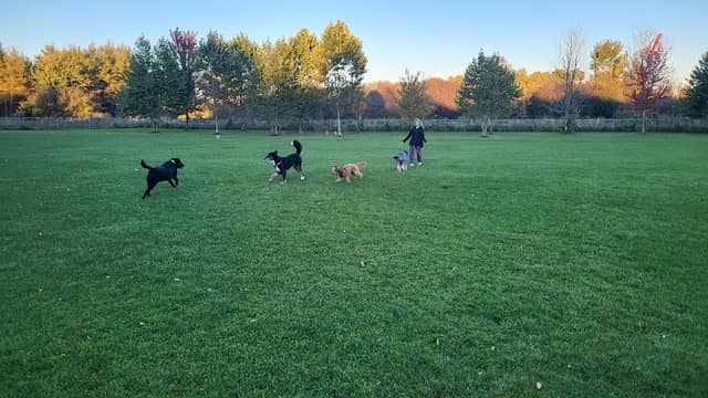 Woolwich Off Leash Dog Park - Image 1