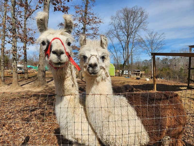 Llamas on the Loose Farm - by appointment only - Image 2