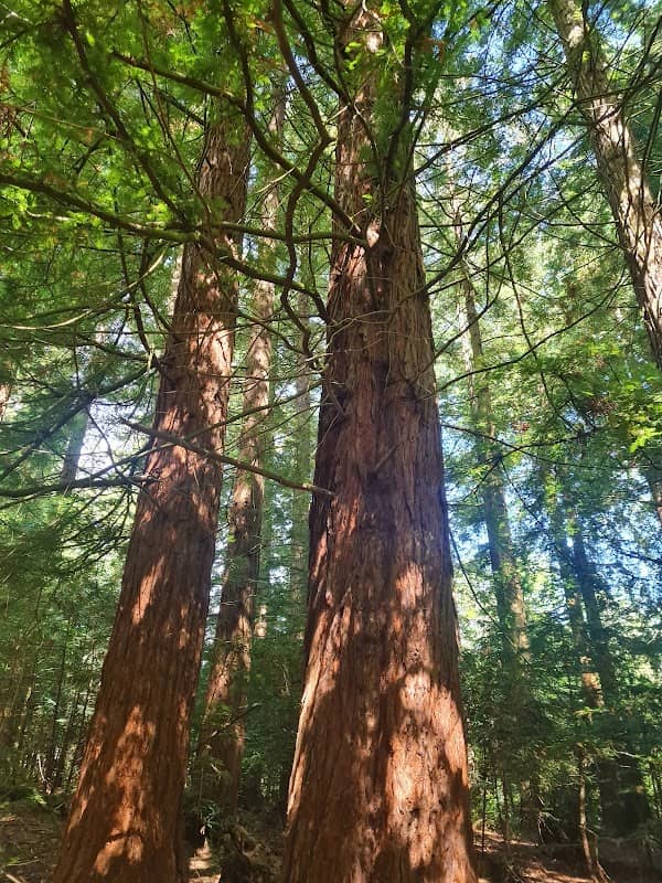 Broaks Wood - Image 2