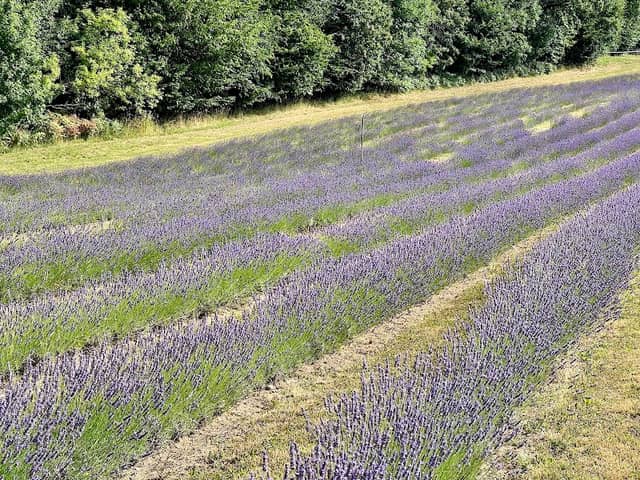 Lavendel Wunsum - Image 2