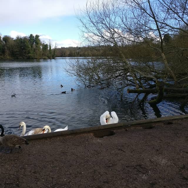 Stocker's Lake Nature Reserve - Image 2
