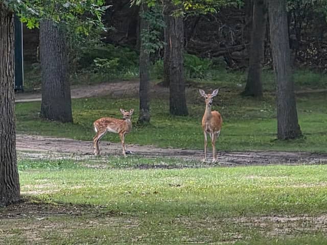 Red Szymarek Park - Image 1