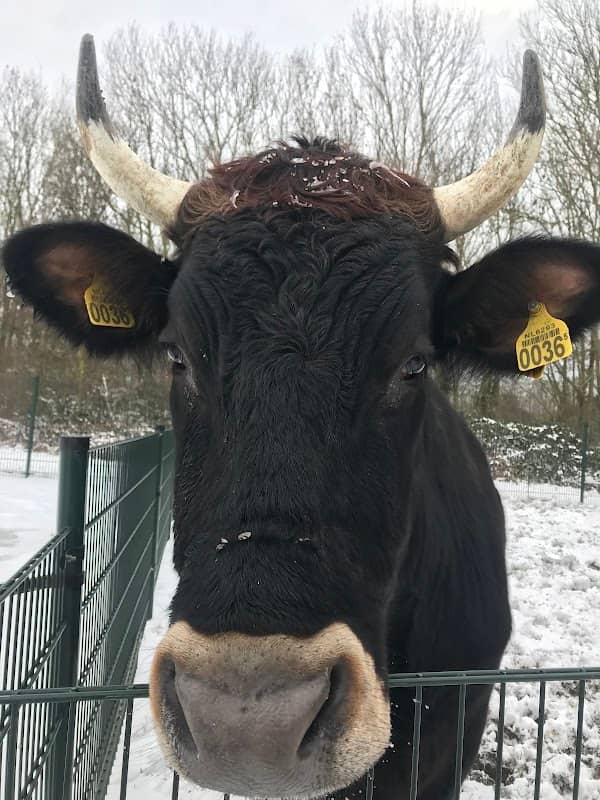 Kinderboerderij Middelharnis - Image 2