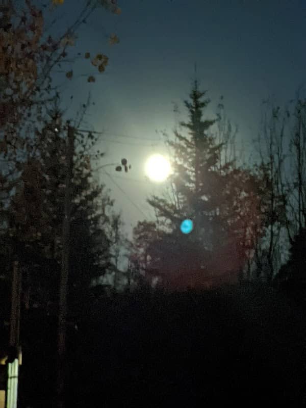 Ball's Bush - Image 1