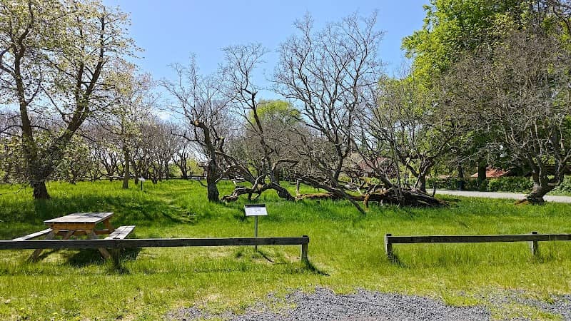 Visingsö Mullberry Tree - Image 1