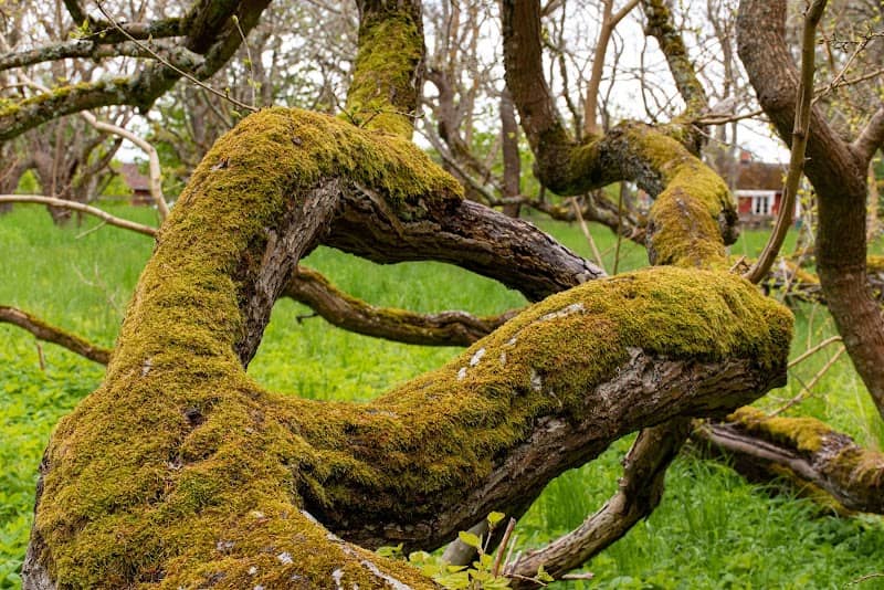 Visingsö Mullberry Tree - Image 2