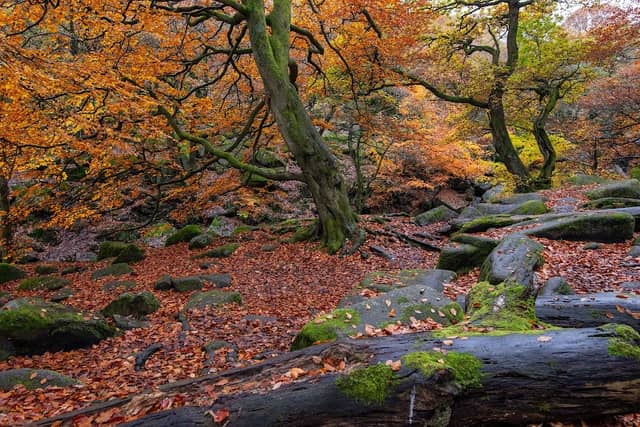National Trust Padley Gorge - Image 3