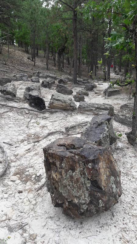 Black Hills Petrified Forest - Image 2