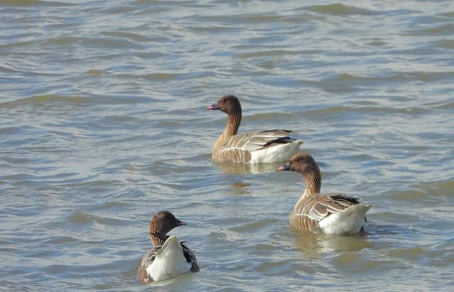 Tayock Bird Hide - Image 1