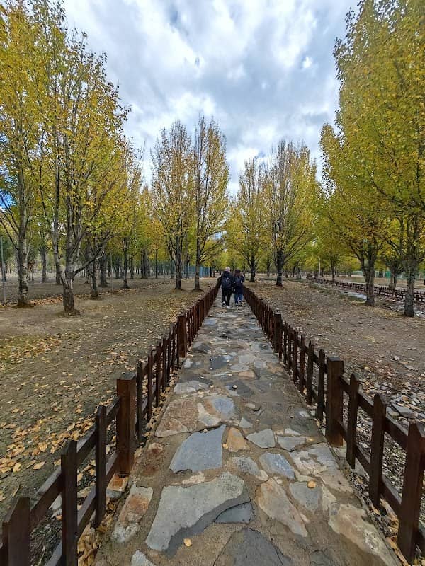 万亩青杨林观景点 - Image 1