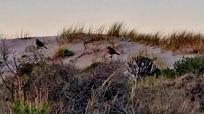 Playa Los Médanos - Image 1