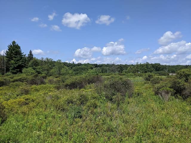 Loch Lynn Heights Wetlands Trail - Image 1
