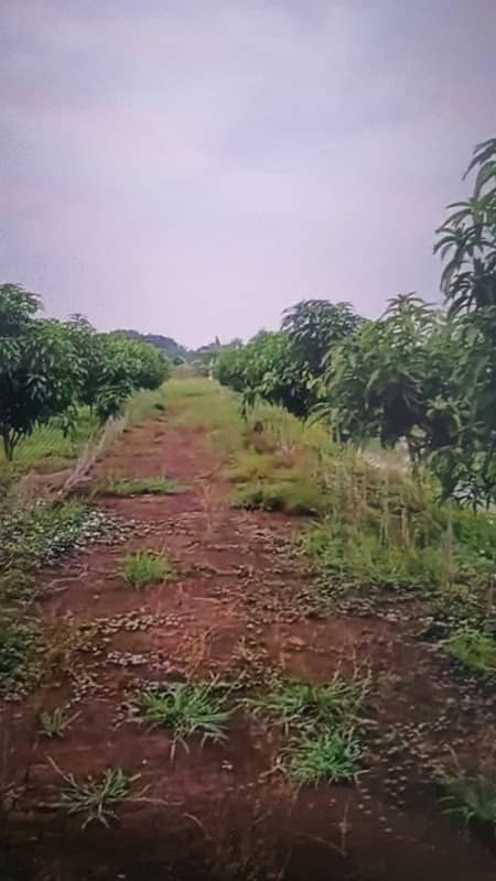 Kebun mangga uhdp oppa - Image 1