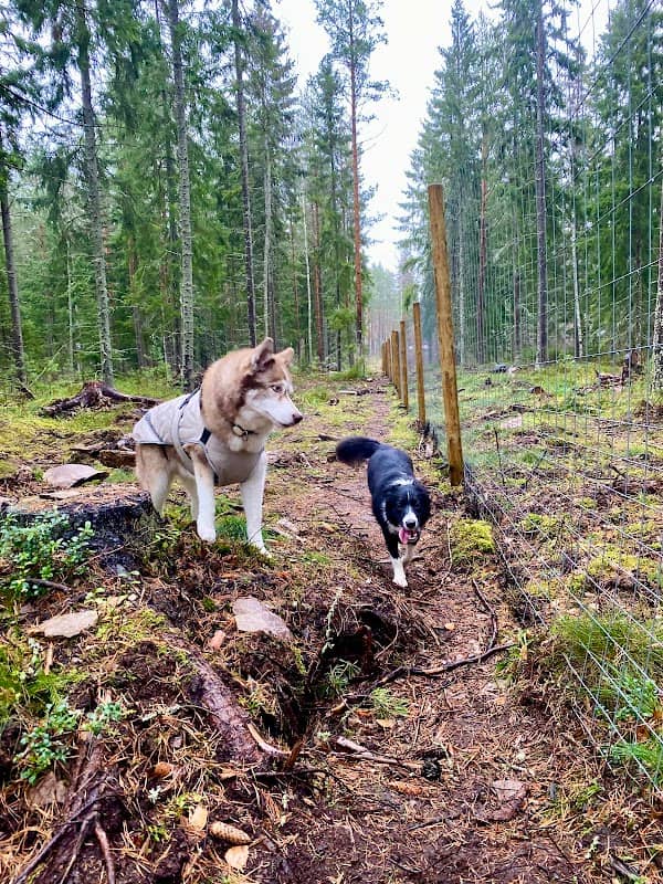 Ytterö hundskog - Image 2
