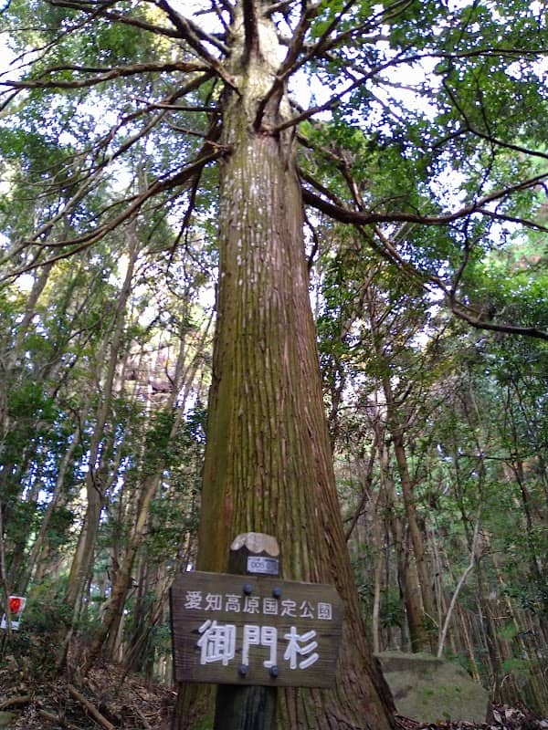 Gomon-no-Sugi (Mikado-no-Sugi) Japanese Cedar Tree - Image 1