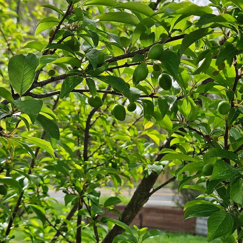 Spencer Community Garden - Image 1