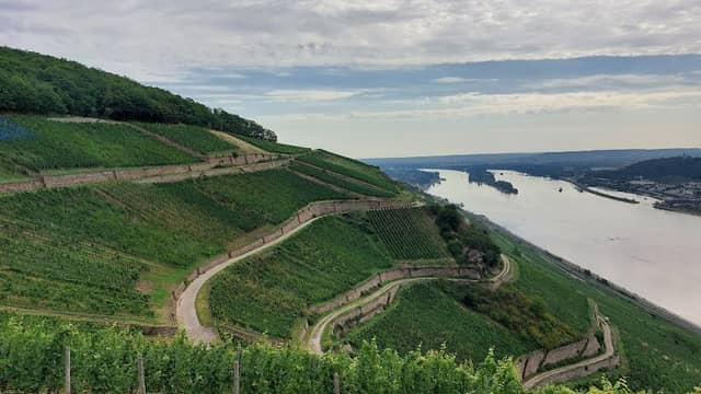 Osteinscher Niederwald - Image 2