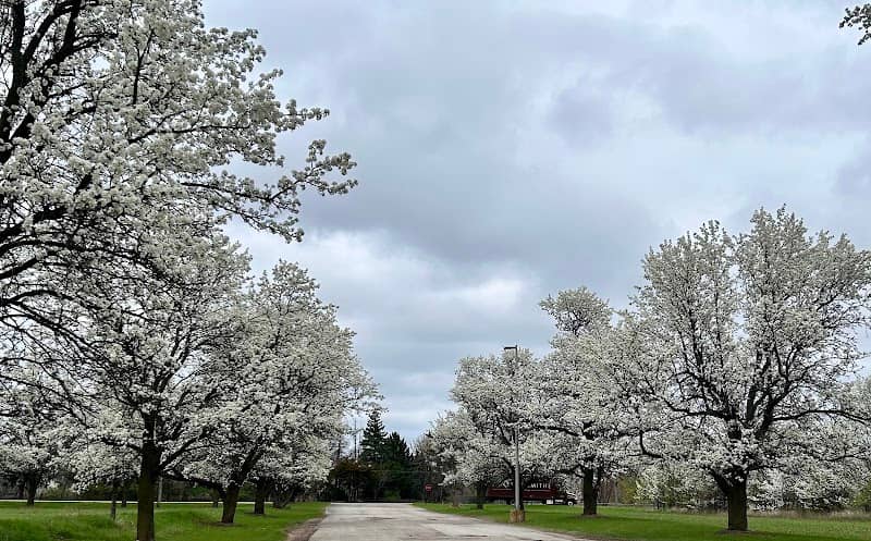 Montgomery Spring Cherry Blossoms Lane - Image 1
