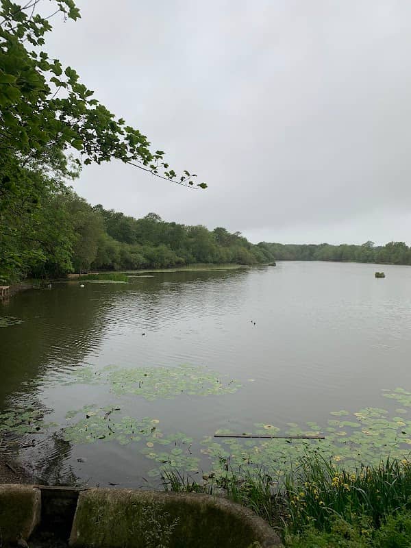 Shipley park forest - Image 1