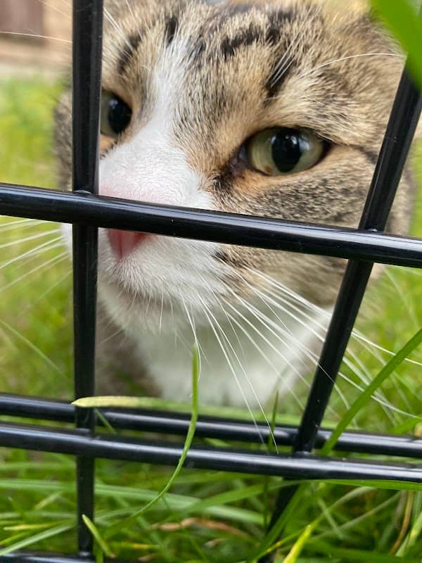 Friendly Kitty - Image 2