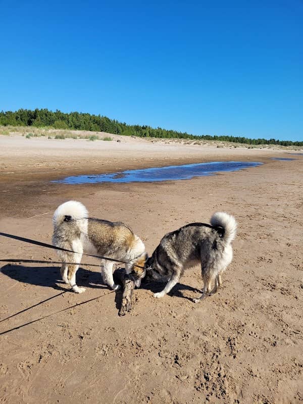 Karhuluoto Dog Beach - Image 2