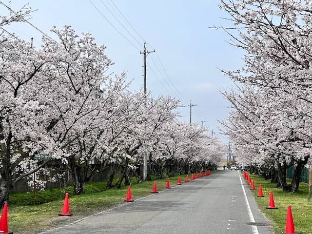 楠町 桜ロード - Image 1