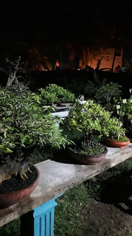 Taman Bonsai GECE - Image 1