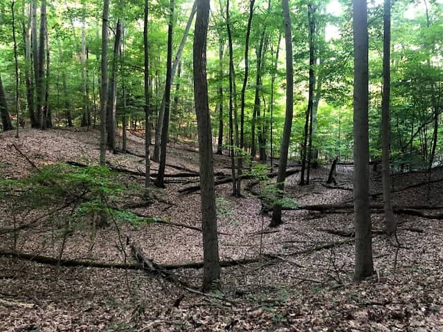 North Ottawa Dunes - Image 2