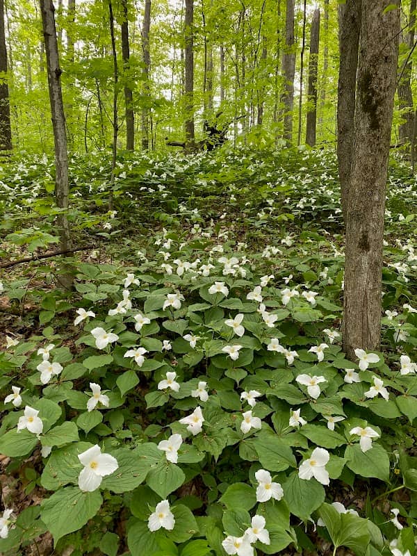 Arcadia Dunes: The C.S. Mott Nature Preserve - Image 1
