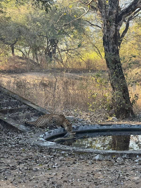 Jhalana Wild Ventures - Experience Leopards and Explore Jaipur - Image 1