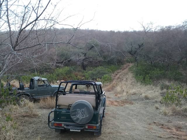 Jhalana Wild Ventures - Experience Leopards and Explore Jaipur - Image 2