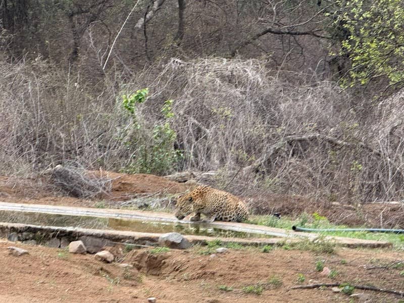 Jhalana Wild Ventures - Experience Leopards and Explore Jaipur - Image 3
