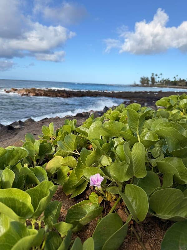 Shoreline Rocks - Image 2