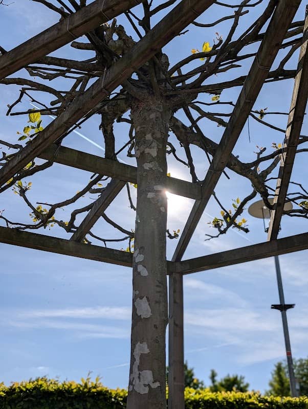 SonnenschirmBaum - Image 1