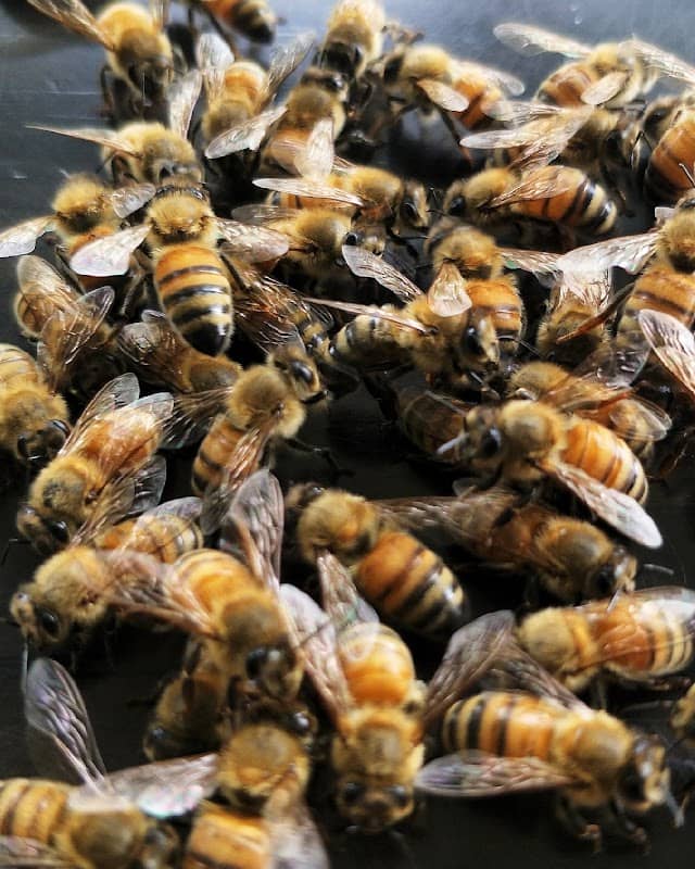 Winnies Bee Farm (M) Sdn Bhd - Image 1