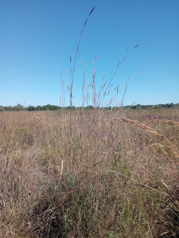 Goose Creek Grasslands - Image 2