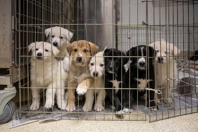 Gloucester-Mathews Humane Society - Image 3