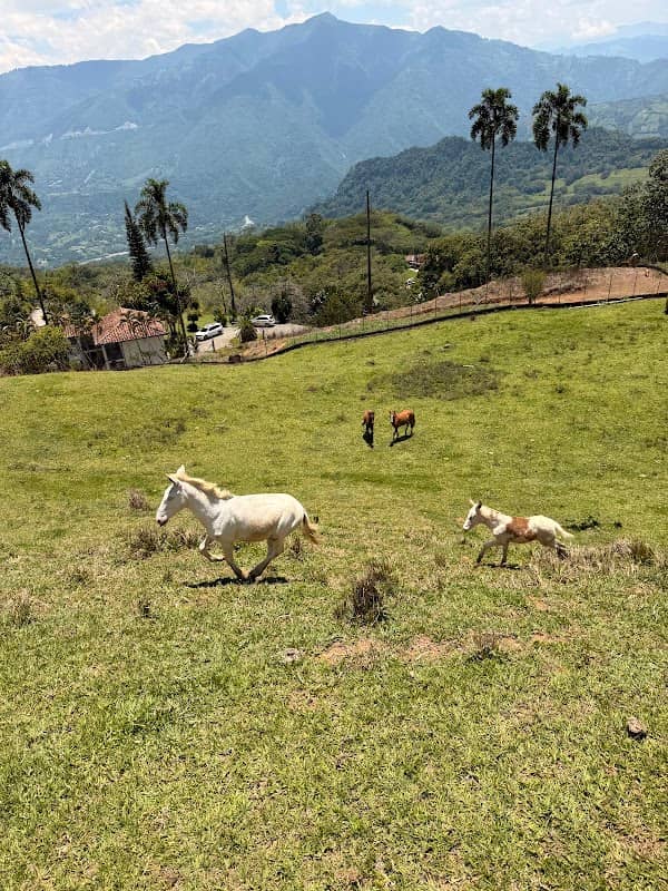 Finca La India - Image 1