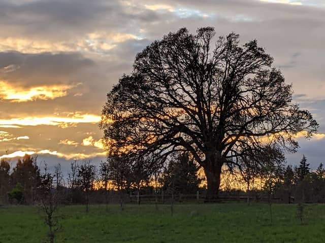 Graham Oaks Nature Park - Image 2