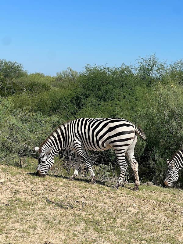 Laredo Safari and Adventure Park - Image 1