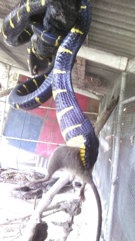Snake Farm Koh Samui - Image 1