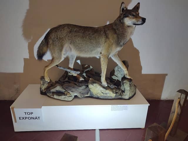 Bohemian-Moravian Highlands Museum in Jihlava - Image 1