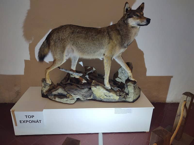 Bohemian-Moravian Highlands Museum in Jihlava - Image 1