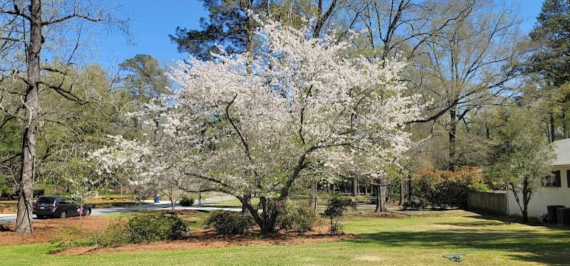 Cherry blooming - Image 3