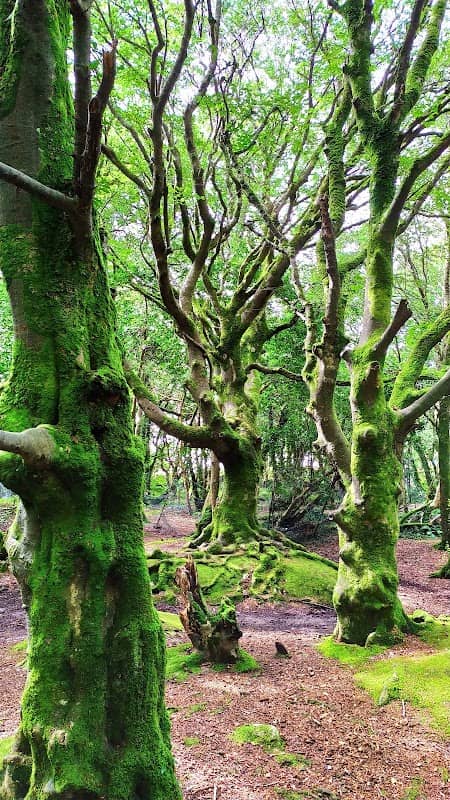 Barna Woods - Image 2