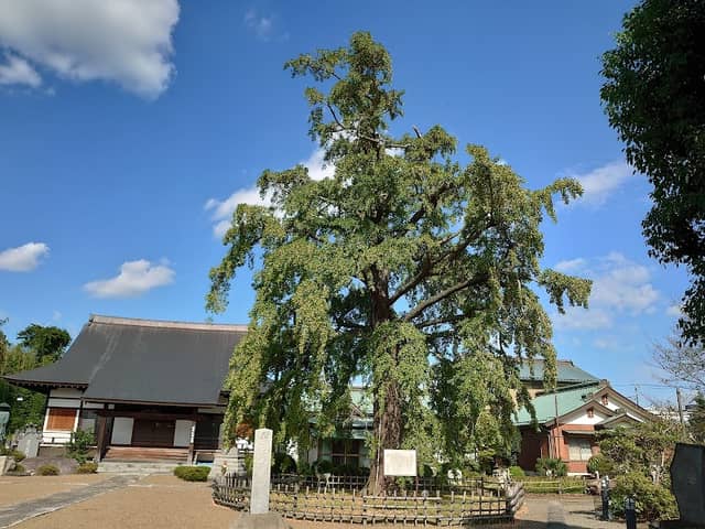 Ohatsuki-ichō Gingko Tree - Image 1