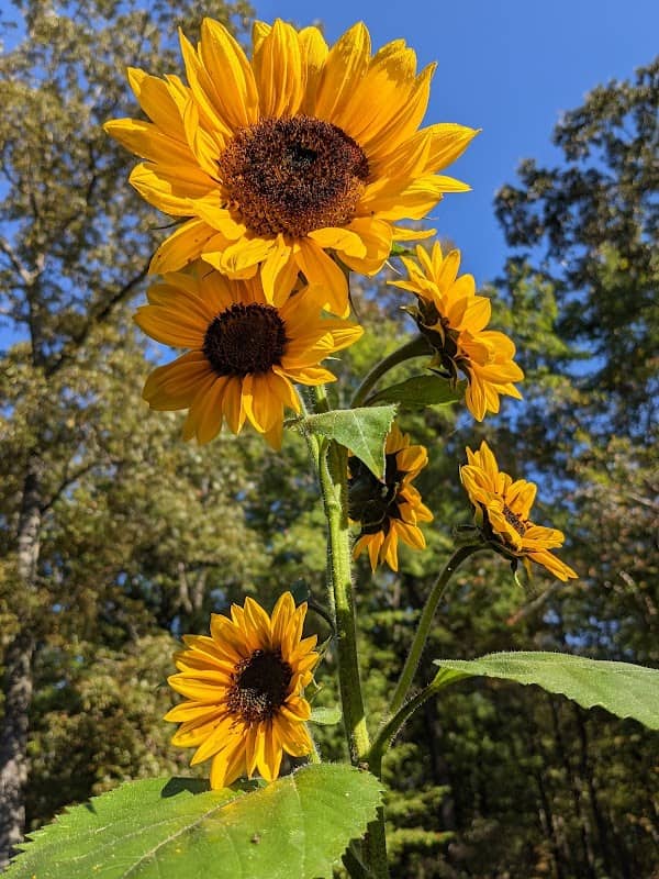 Providence Flower Farm and Cabin Rental - Image 2