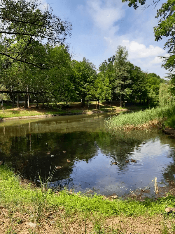 City recreation park of Miklouho-Maclay - Image 1