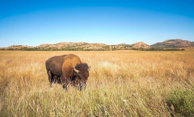 Wichita Mountains Wildlife Refuge - Image 3