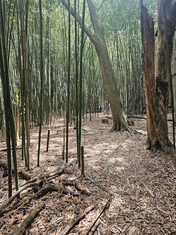 Bamboo Forest - Image 2